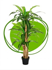 Plantes de Bureau
